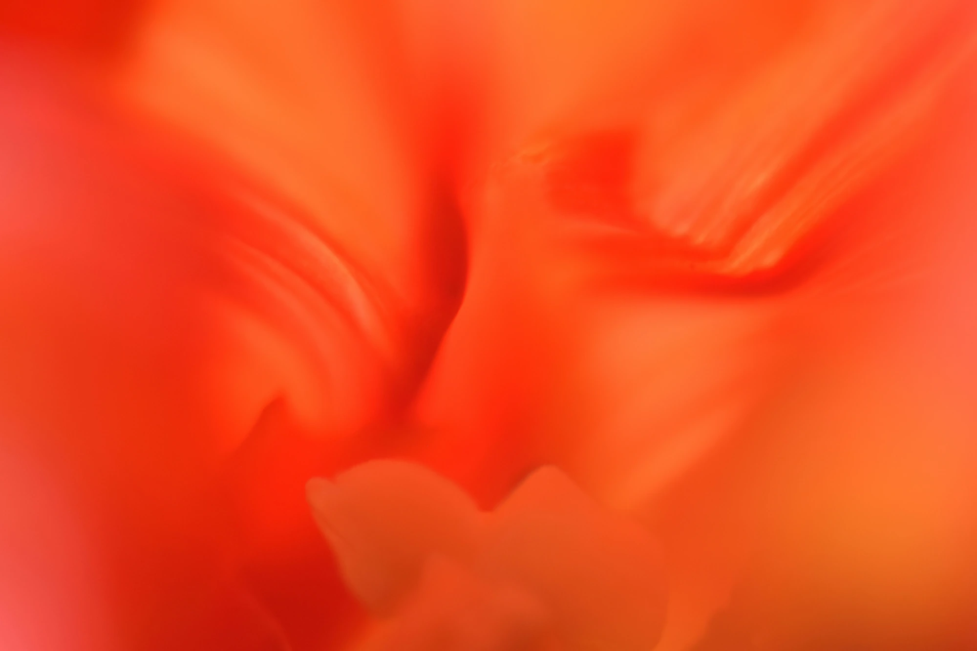 Close-up of the soft folded centre of an orange-red bloom